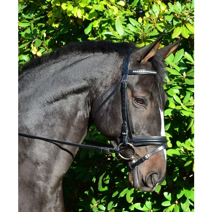 Black Oak Larkspur Dressage bridle