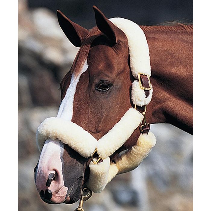 Beval Deluxe Leather Shipping Halter