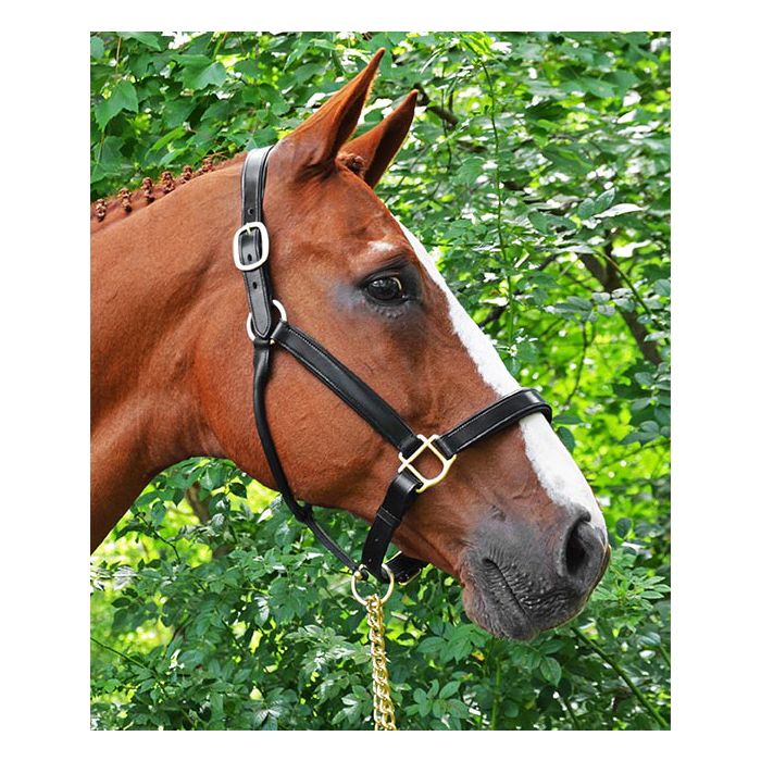 Black Oak Aspen Show Halter