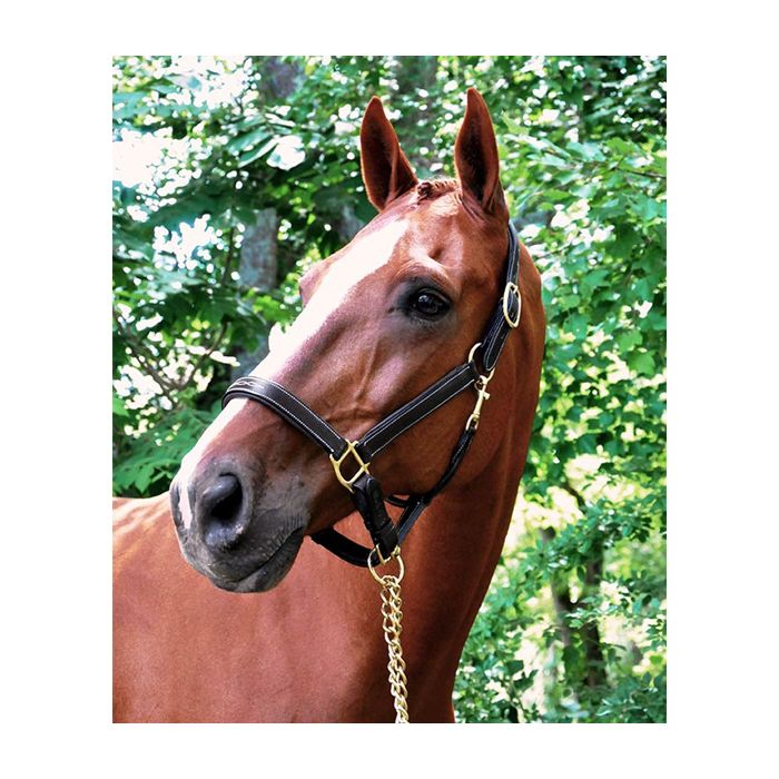 Black Oak Willow Padded Show Halter