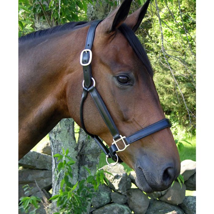 Black Oak Sycamore Halter