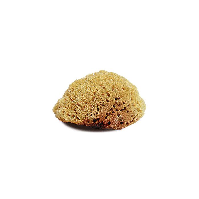 Natural Large Body Sponge