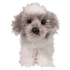 Douglas Toy Abrie Sheep Dog