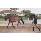 Pessoa Lunging System