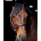 Red Barn Eleanor Show Halter With Piping & Padding