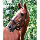 Black Oak Willow Padded Show Halter