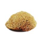 Natural Large Body Sponge