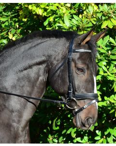 Black Oak Larkspur Dressage bridle