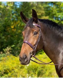 Avignon Middleburg Bridle