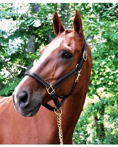 Black Oak Willow Padded Show Halter