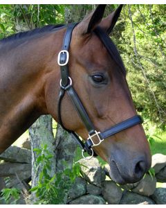 Black Oak Sycamore Halter