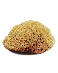 Natural Large Body Sponge