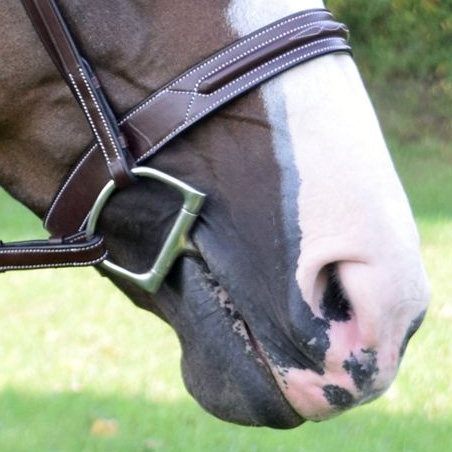 a horse with a bit in it's mouth