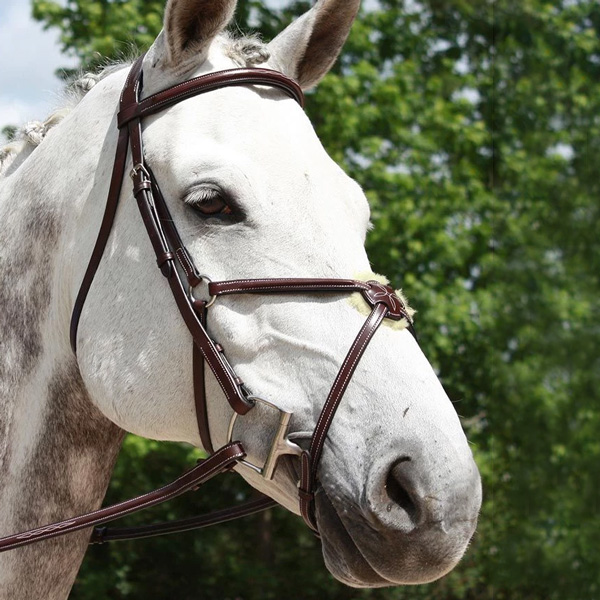 a horse wearing a bridle
