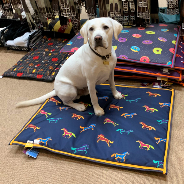 the store owner's dog Charlie sitting on a dog bed