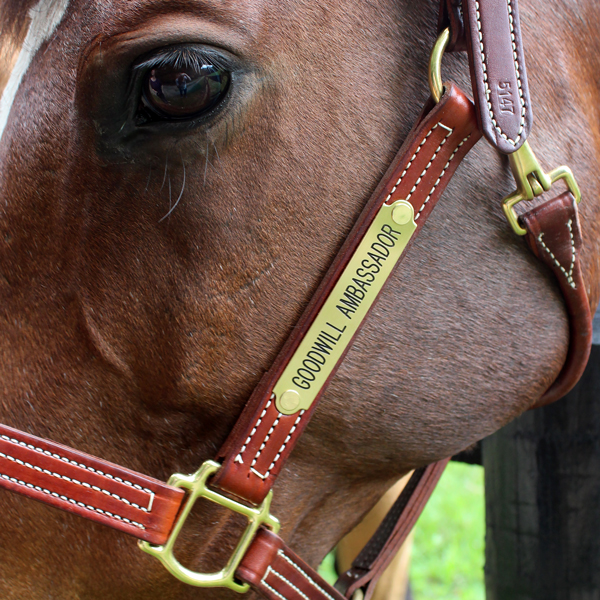 a custom engraved brass nameplate on a horse's halter