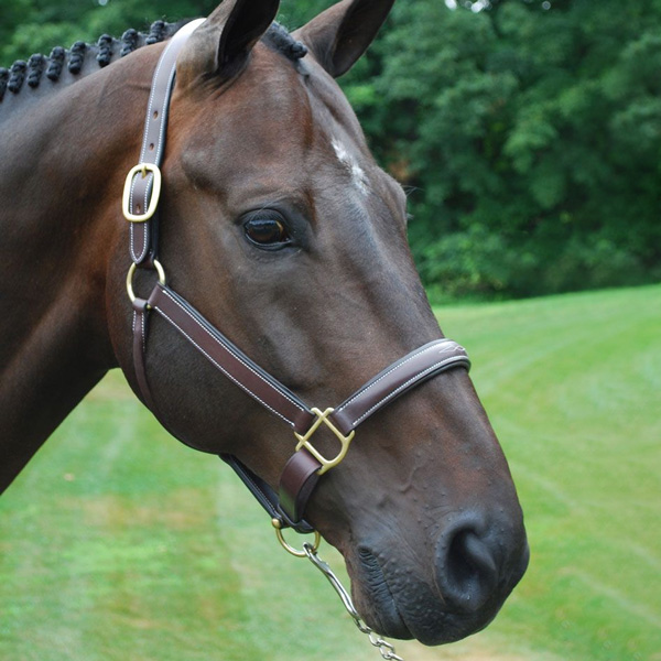 a horse wearing a halter